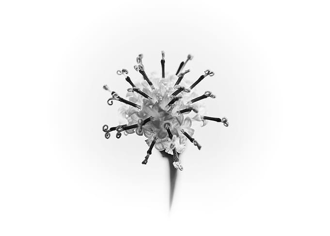 Senecio flower 3