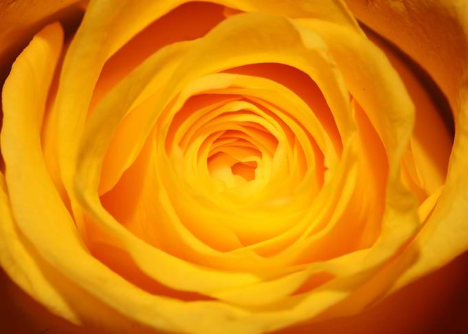 Yellow rosa flower macro