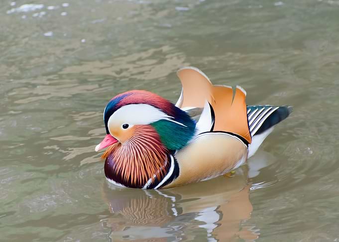 Ducks
