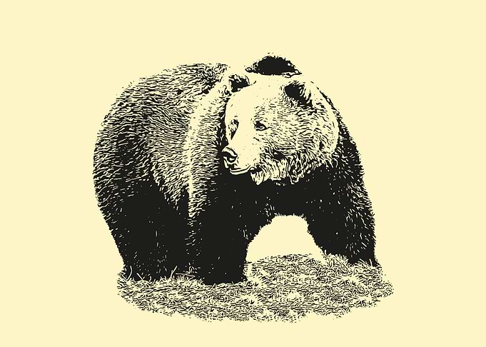 Brown bear