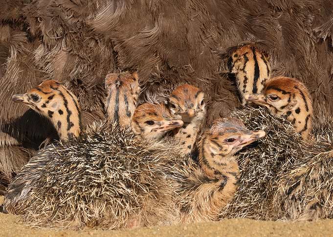 Baby Ostriches 1233