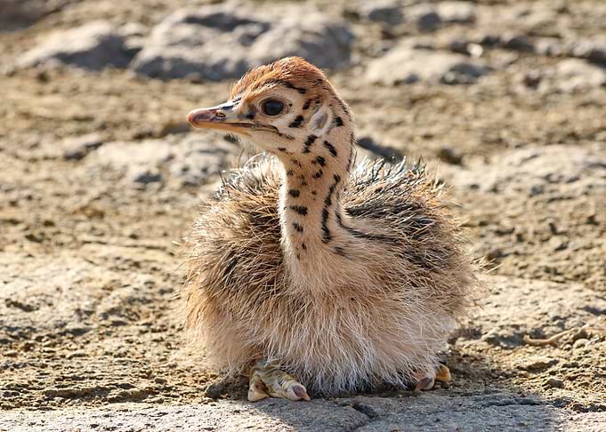Ostrich Baby 1256