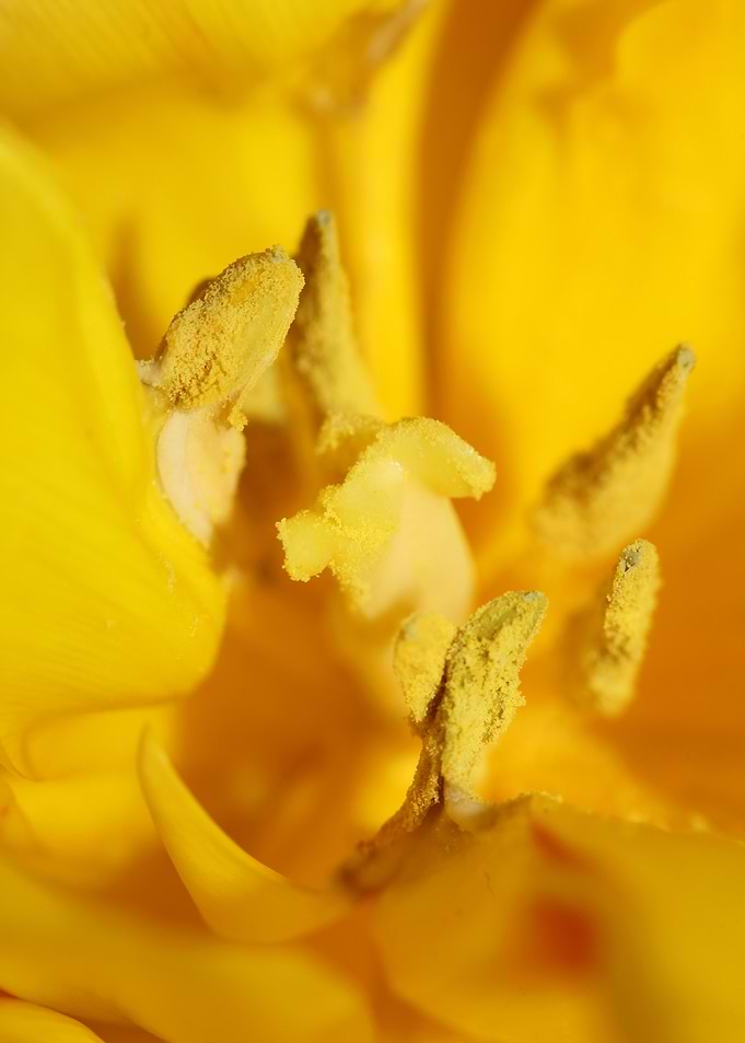 Yellow tulip flower macro