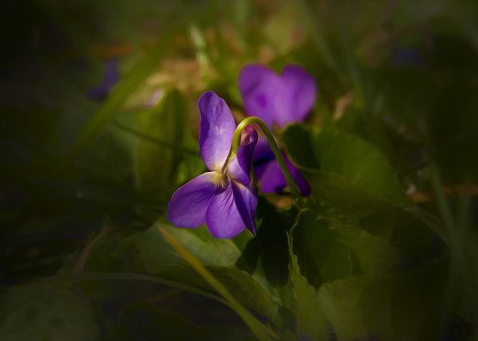 Viola
