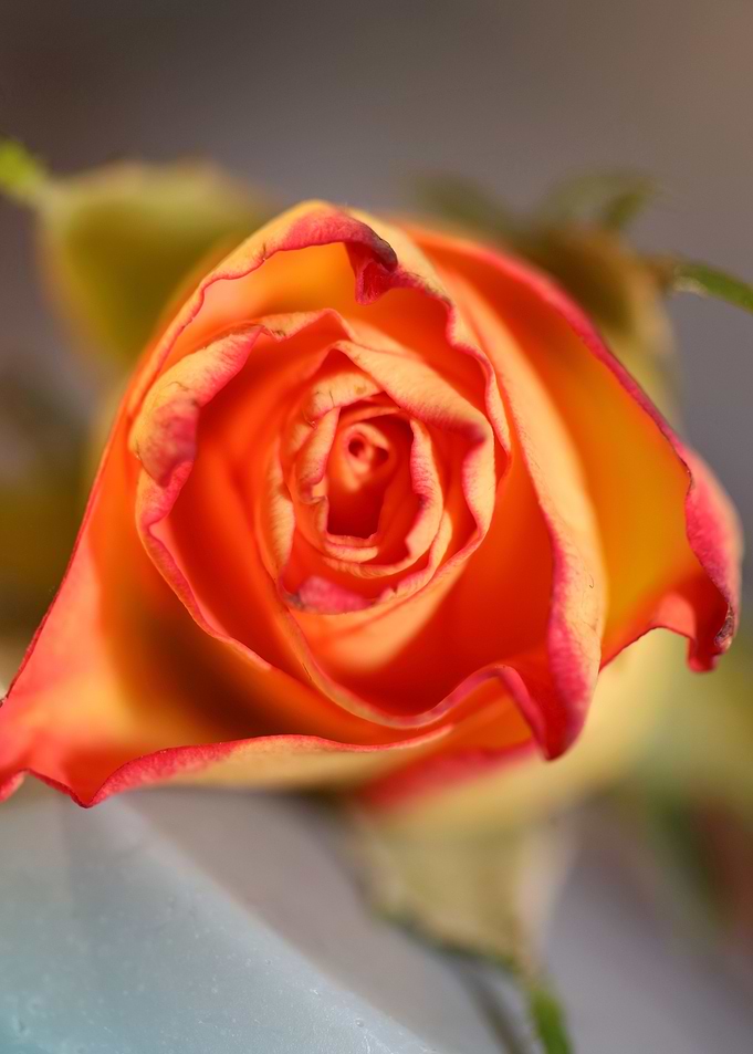 Pink rosa rosaceae macro
