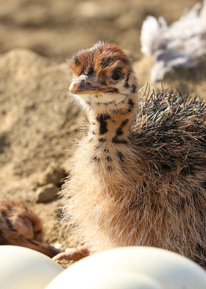Ostrich Baby in the nest 1
