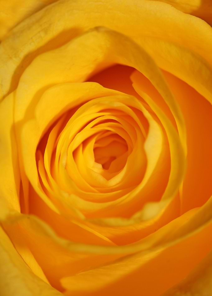 Yellow rosa flower macro