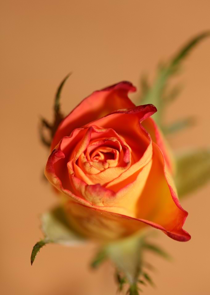 Pink rosa rosaceae macro