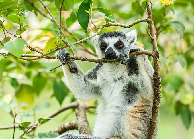 Lemur