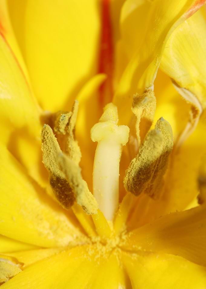 Yellow tulip flower macro