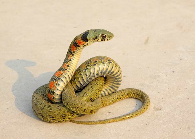 Snake