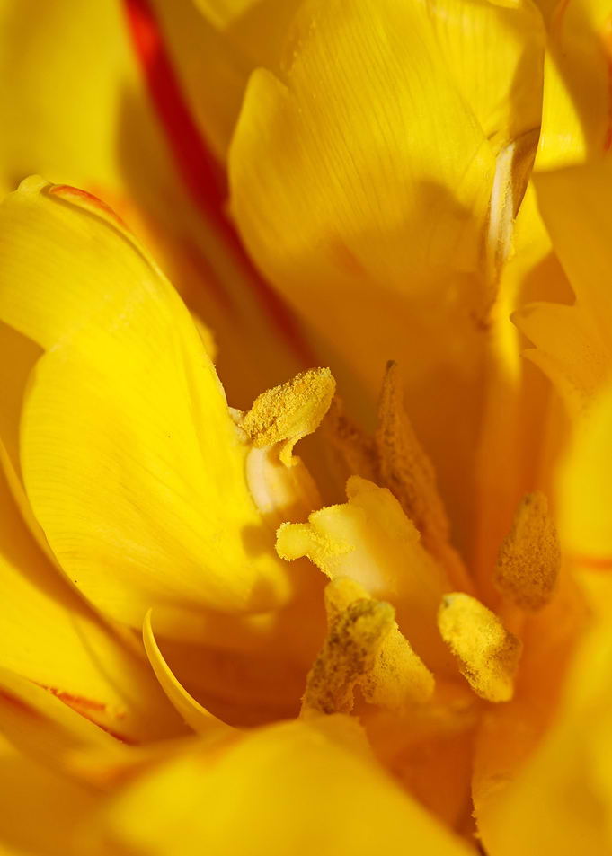 Yellow tulip stamens macro