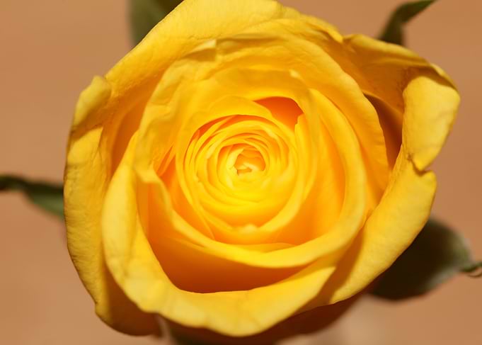 Yellow rosa flower macro