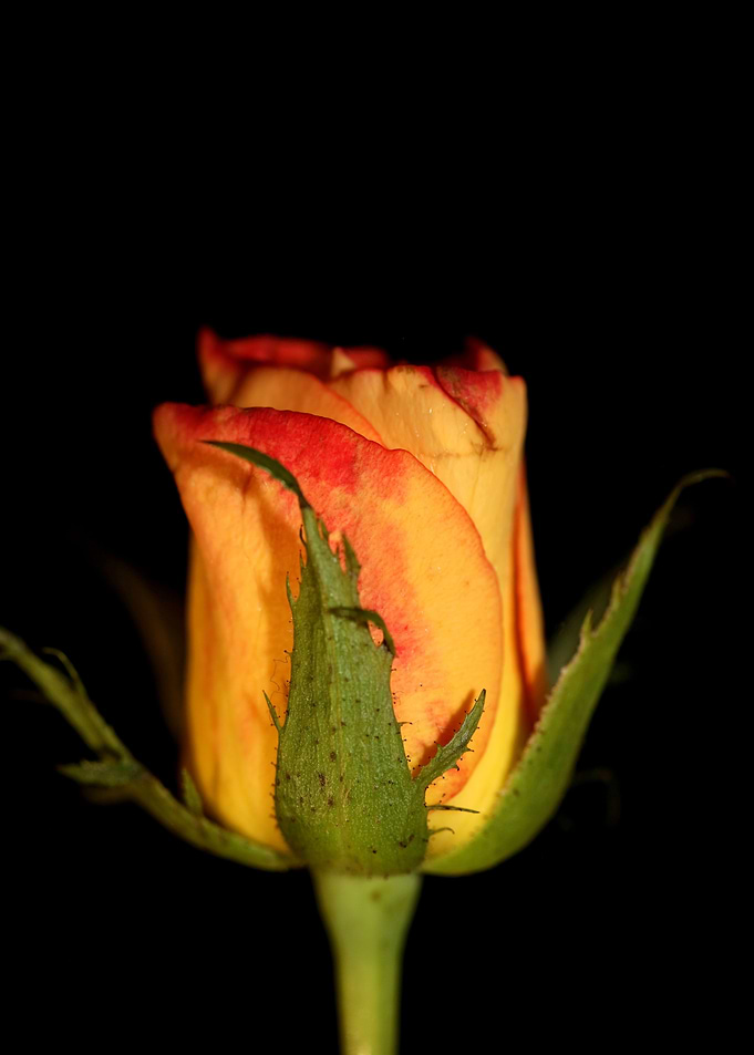 Yellow rosa flower macro
