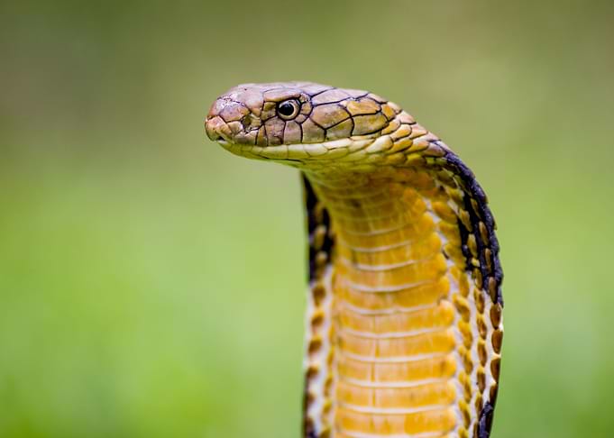 Snake