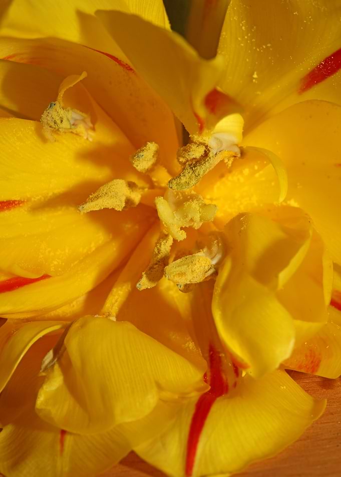 Yellow tulip stamens macro