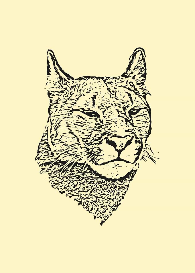 Mountain lion