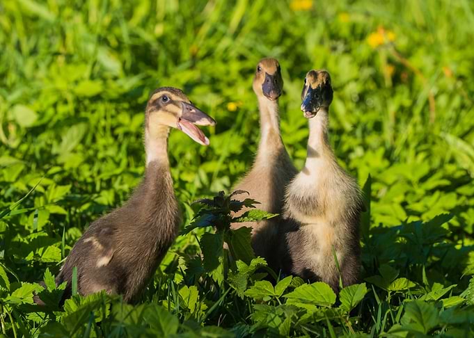 Ducks