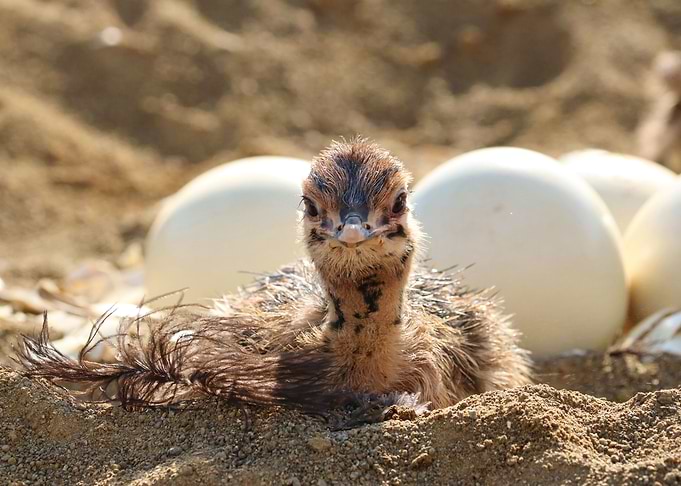Ostrich Baby in the nest