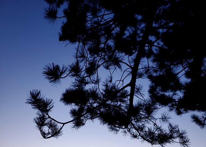 Backlit Branches