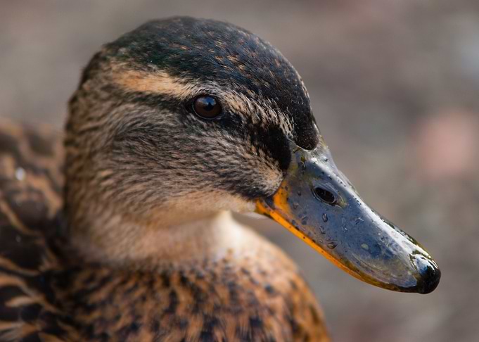 Ducks