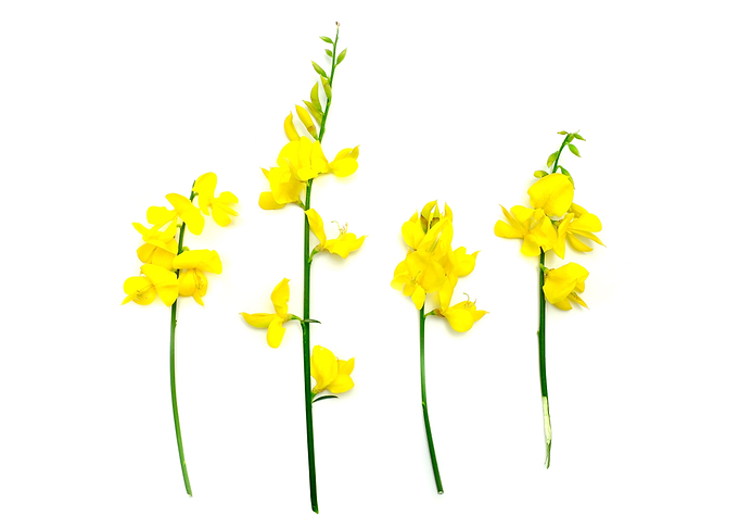Common broom