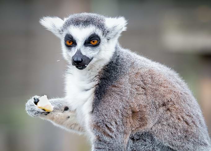 Lemur
