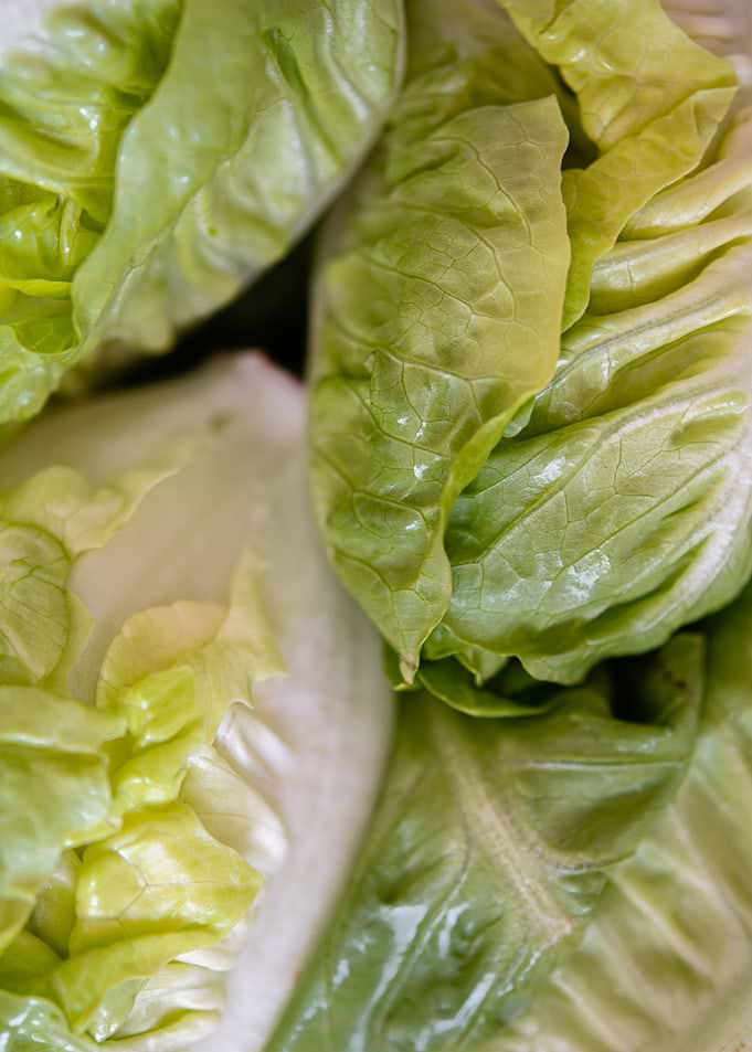 Lettuce iceberg