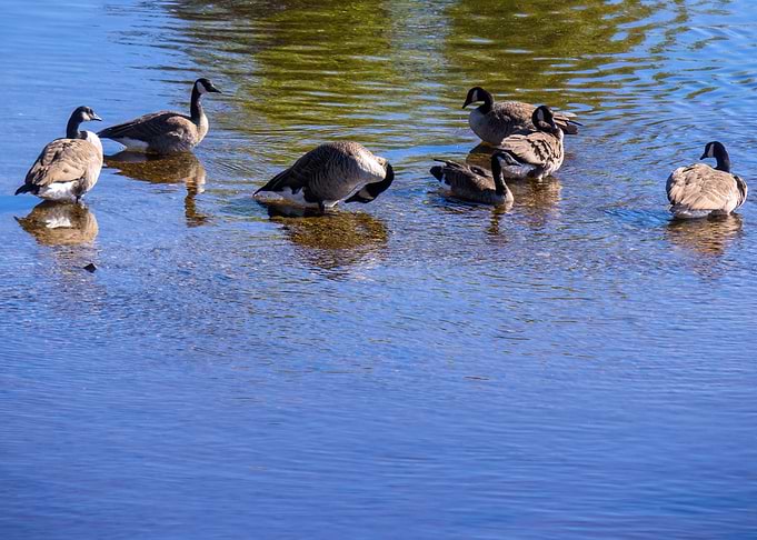 Ducks