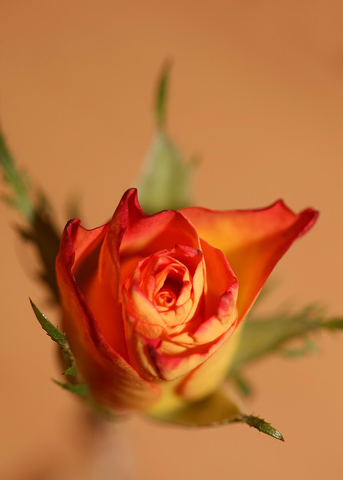 Pink rosa rosaceae macro