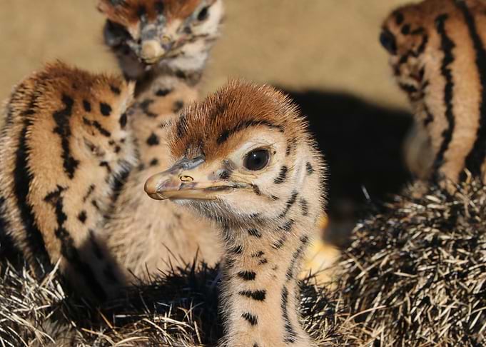 Ostrich Babies 1384