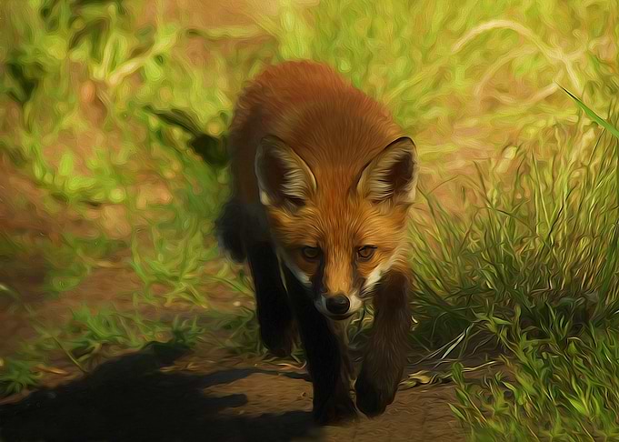 Red fox