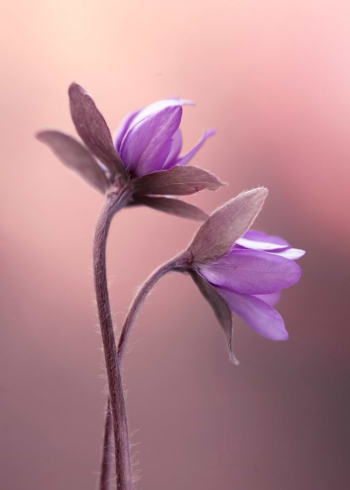 Floral composition