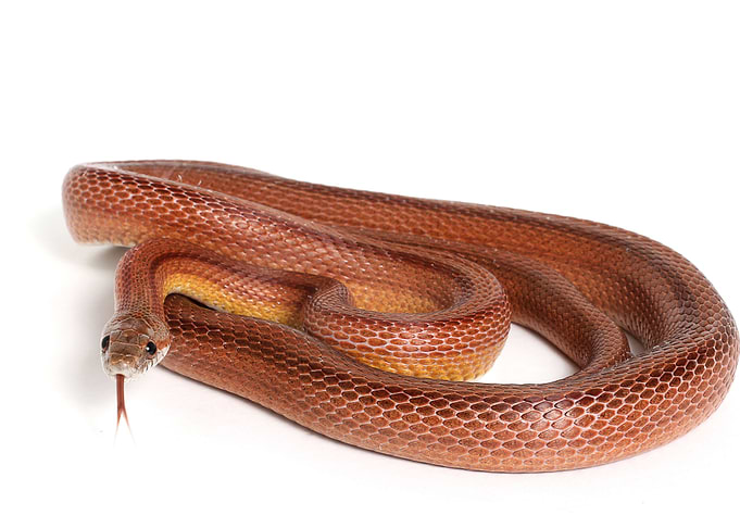 Snake
