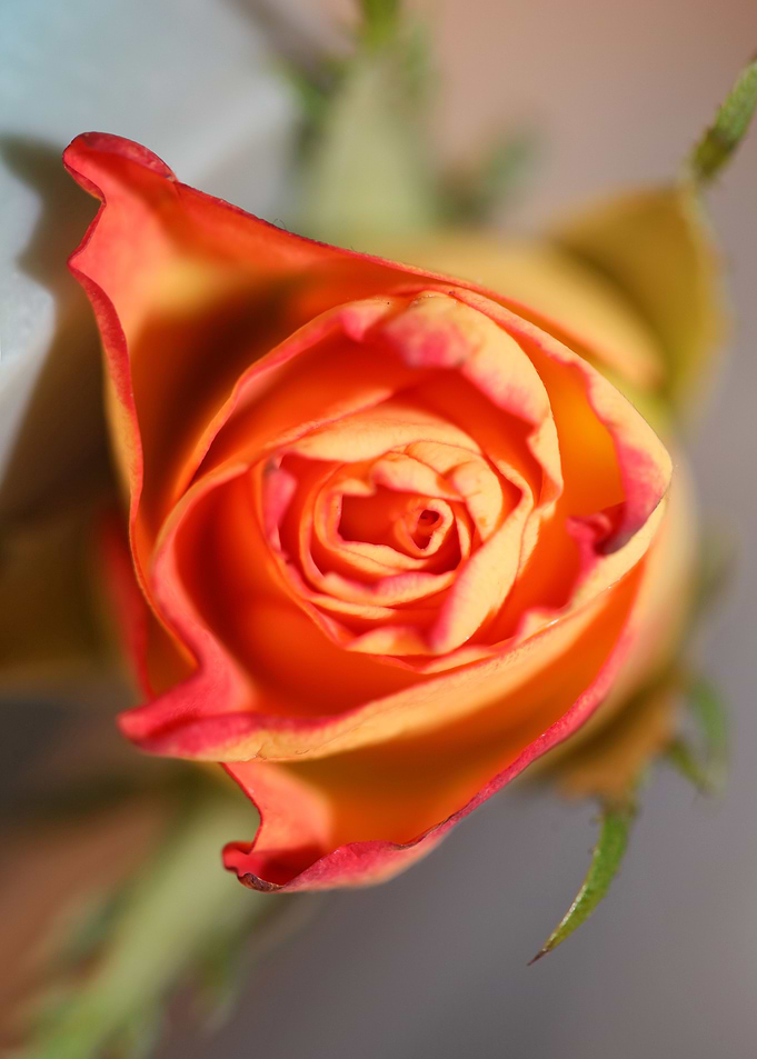 Pink rosa rosaceae macro