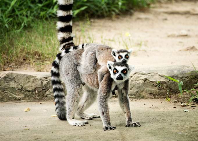 Lemur