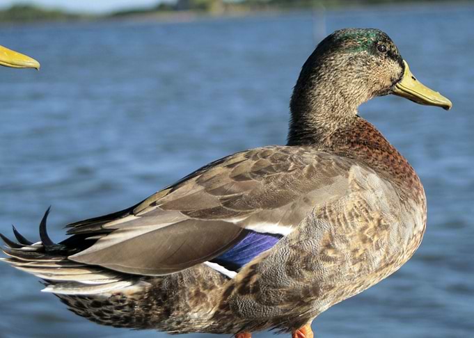Ducks