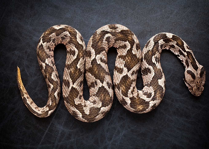 Snake