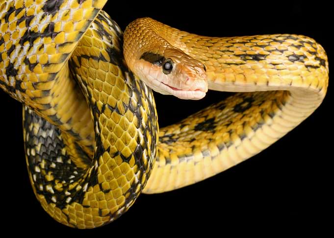 Snake
