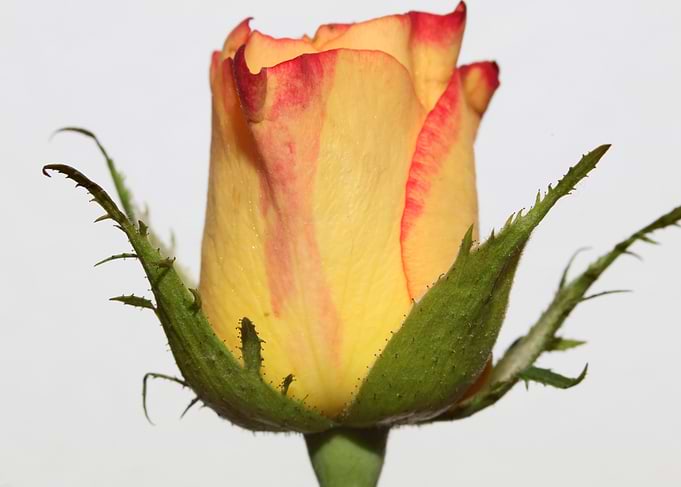Yellow rosa flower macro