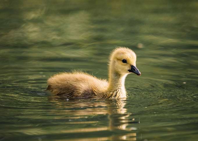 Ducks