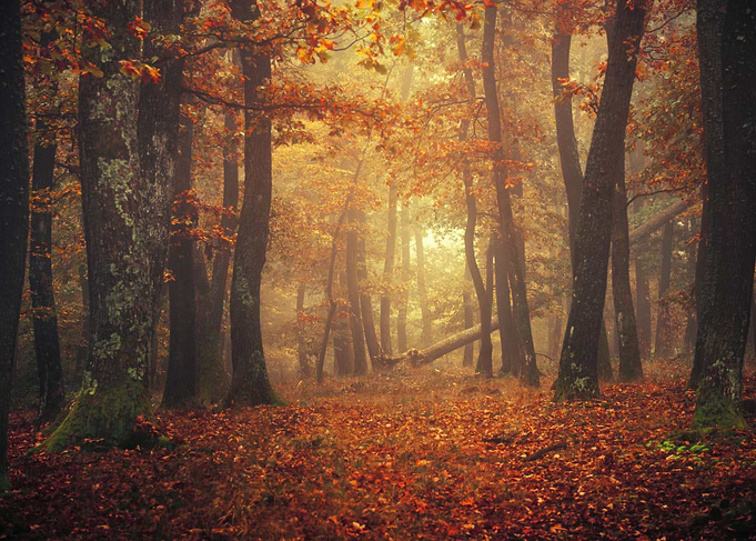 The secret forest I