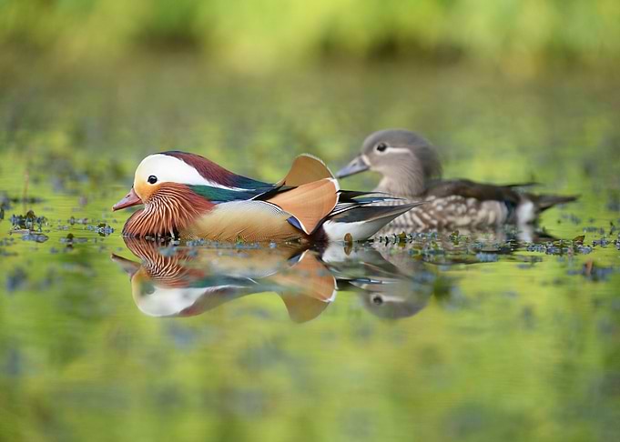 Ducks
