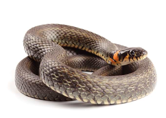 Snake