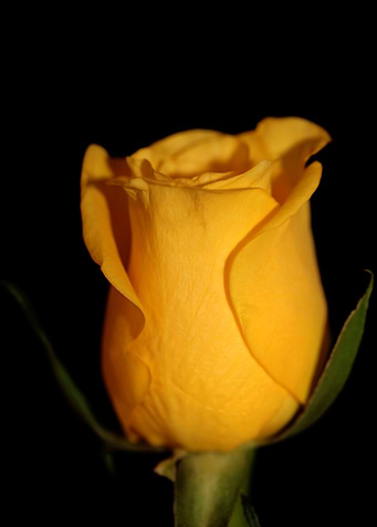 Yellow rosa flower macro