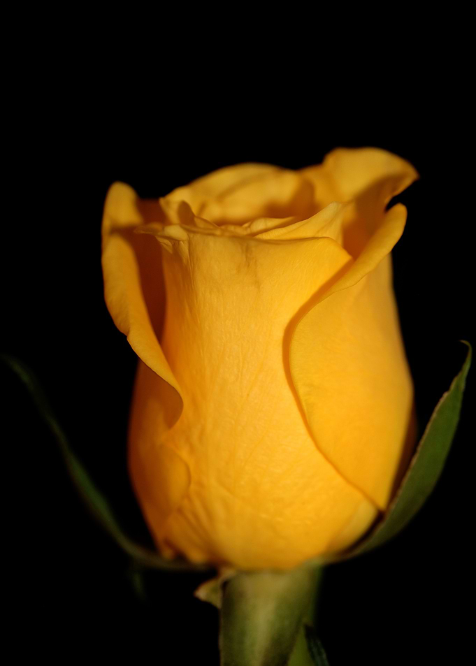 Yellow rosa flower macro