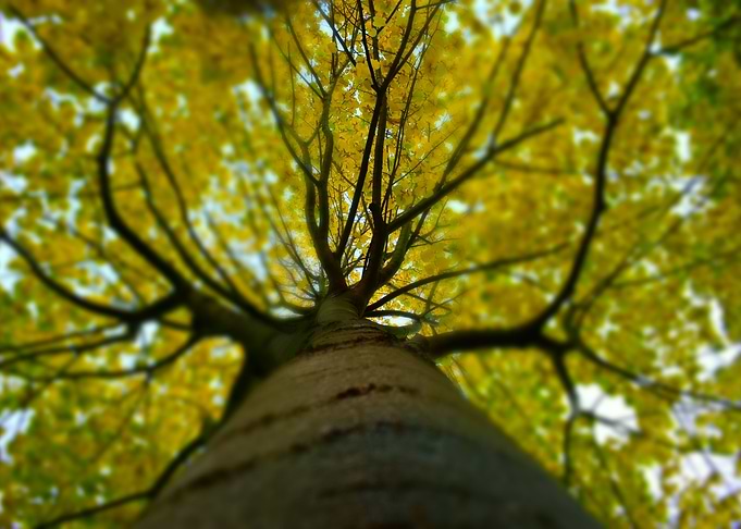 Tree in Summer