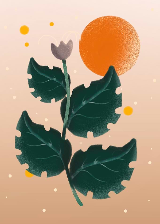 Boho Plant Sun Flower