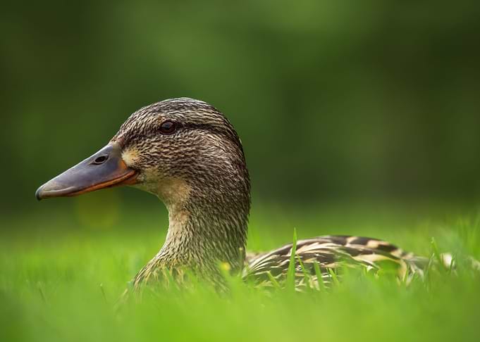 Ducks