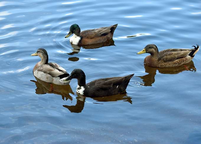 Ducks